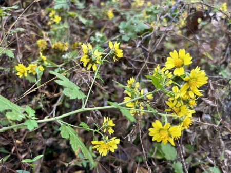 微信圖片_20241205151402 微信圖片_20241205151402