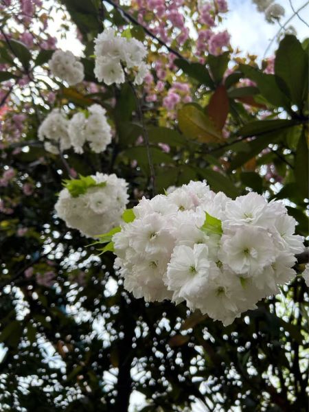 微信圖片_20250325105347